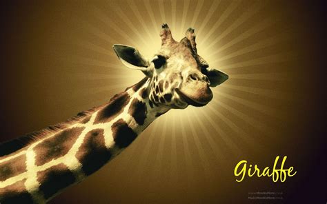 Looking for the best giraffe wallpaper? Giraffe Wallpapers - Wallpaper Cave