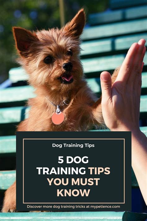 Training to become a dancer often starts from a very young age, particularly for classical ballet, but many other dancers start training in their teens or professional development. 5 Things You Must Know to Become an Expert in Dog Training ...