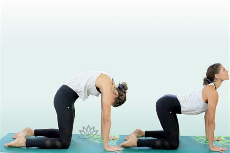 Learn the benefits of yoga cat pose for your pregnancy. Tailbone Pain During Early Pregnancy 4 Stretches - Jivayogalive