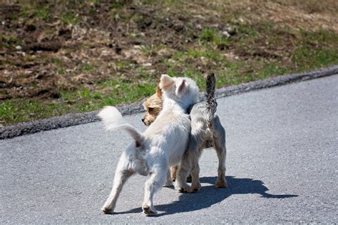 Pay more attention to male dogs; My Female Dog is in Heat and Now My Male Dogs are Fighting ...