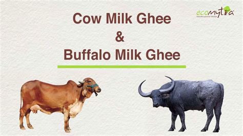 What does it meaning cow milk, camel milk and buffalo milk, in the dream? Difference between Desi Cow Milk Ghee & buffalo Milk Ghee ...