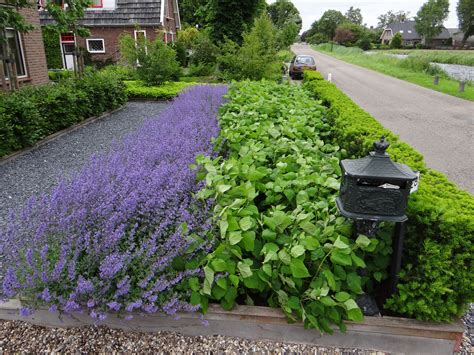 Choose from the new and unusual to old favorites. lavendel en hortensia | Tuin, Voortuin, Tuin ideeën