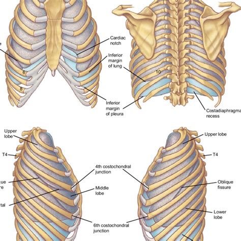 The rib cage is an important part of your body's respiratory system and it protects vital organs like the heart, lungs, stomach, and kidneys. Lungs Behind Ribs - Rib Cage Heart Lungs High Resolution ...