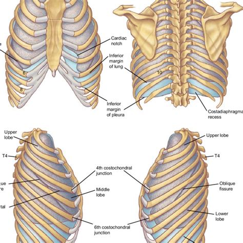 6 doctors generally agree that you can't cure ibd, however, there are many home treatments to get a relief from the symptoms of ibd that are causing chest and rib pain. Lungs Behind Ribs - Rib Cage Heart Lungs High Resolution ...