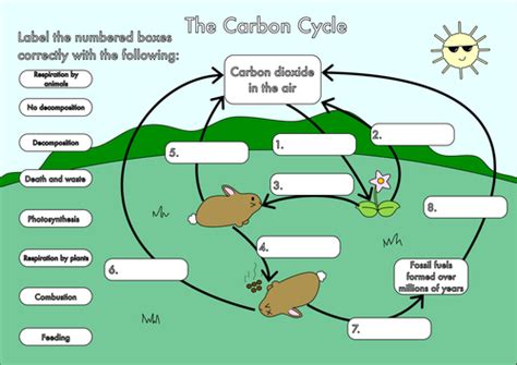 In this worksheet, we will practice describing the process of the carbon cycle, and explaining its importance for living organisms. The Carbon Cycle - Worksheet 1 | Carbon cycle, Carbon ...