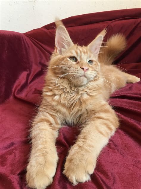 Maine coon cats from mainelyclassic maine coons in north carolina. Maine Coon Kittens Flint Mi - Pets Ideas
