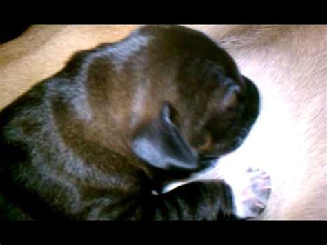 Woman breastfeeds puppy to save its life. i have so many questions for this woman: 1 week old puppies breastfeeding - YouTube
