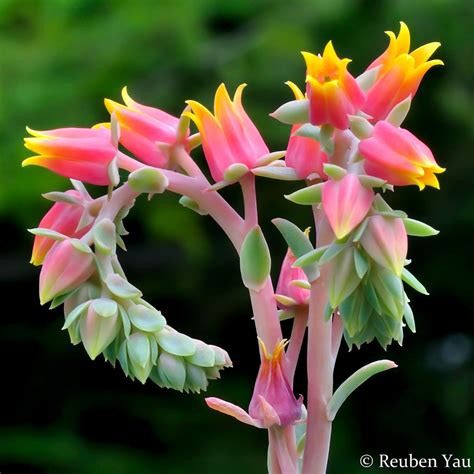 Adapted from the broadway play, cactus flower is nonthink entertainment given superlative star treatment by walter matthau, ingrid bergman, and goldie hawn. Echeveria | Rare flowers, Plants, Flowers