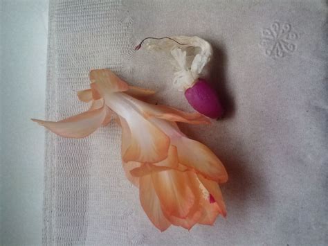 Christmas cactus, thanksgiving cactus, easter cactus | the cashmere cottage. Seed Pod from last year | Seed pods, Pods, Seeds