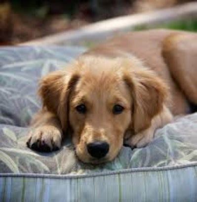 You'll find below all the articles written in the puppy category of this site. Irene B. Wright, Golden Retriever Breeder in Lawton, Oklahoma