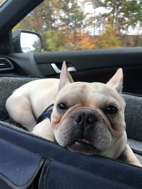 Breeders like to send french bulldog puppies to their new homes when they are nine or 10 weeks old. Benny in Maryland - French Bulldog Village