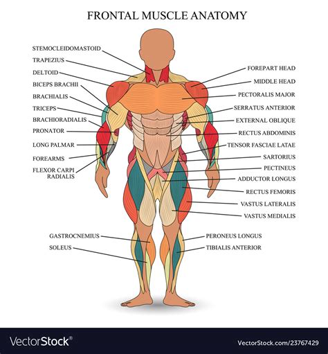 This article will focus on tongue embryology, origin, insertion, and action of the extrinsic muscles, followed by innervation, blood supply and lymphatic drainage of the tongue. Muscle anatomy Royalty Free Vector Image - VectorStock