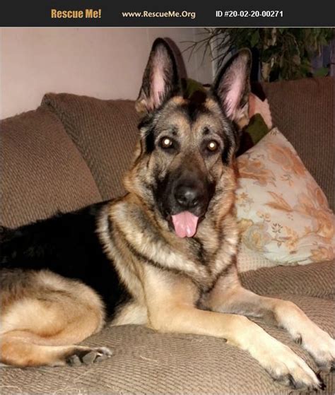 1,390 likes · 14 talking about this. ADOPT 20022000271 ~ German Shepherd Rescue ~ Paducah, KY