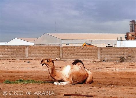 The humble camel coat has long been considered something of a hero when it comes to outerwear—and for good reason. Jeddah Daily Photo: Camel Humps and Scars