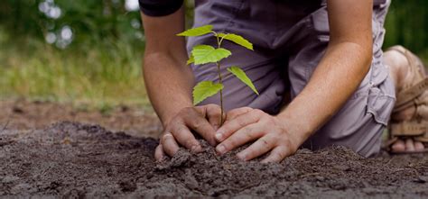 Woodlands can be a useful way of generating income from unused land. Tree Planting Initiative Benefits Eight PUSD Schools ...