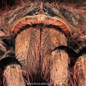 Птицеед нанду колоратовиллозум (nhandu coloratovillosum). Nhandu coloratovillosus. | Arachnoboards