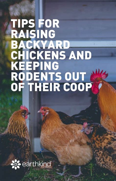 Discover the cause of chicken entry. How to Keep Mice and Rats Out of a Chicken Coop - 9 Tips ...