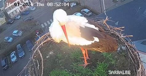 Viens jouer au puzzle les cigognes sont de retour !, un de nos meilleurs puzzles déco gratuit. Les cigognes de Sarralbe sont déjà de retour ? - Le Lorrain