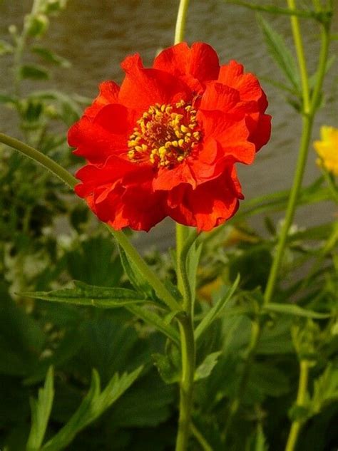 Bradshaw seeds promise brilliant, hardy, and herbaceous geum perennials that grow as effortlessly as any classic summertime annual. PERENNIAL FLOWER GEUM MRS BRADSHAW - Premier Seeds Direct