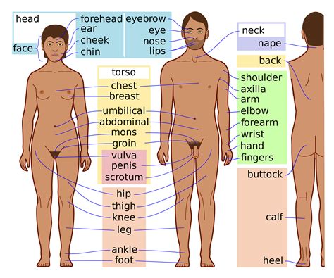 Female reproductive system consists of ovaries, fallopian tubes, uterus regional parts. Neruskita: SCIENCE 3º