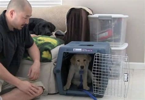 Crying is normal at first. How To Stop A Puppy From Barking In His Crate At Night ...