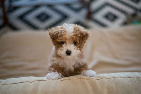 Red bass short hair boys. Dachshund Poodle Mix Puppies For Sale Near Me