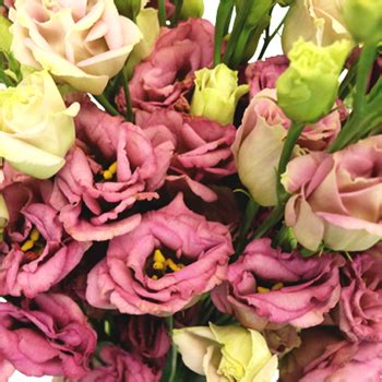Maybe you would like to learn more about one of these? Create a fairytale look with the dreamy touch of Dusty ...