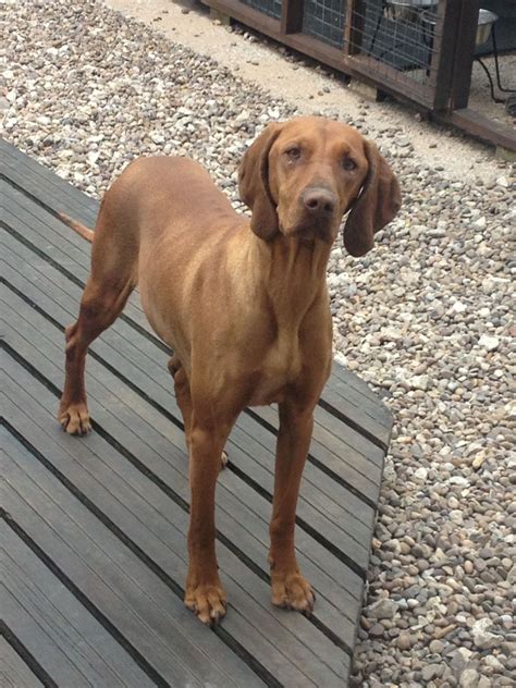 Vizslas are active dogs that often act like puppies until they are three or more years old. Hungarian Vizsla Puppies for Sale | Mansfield ...