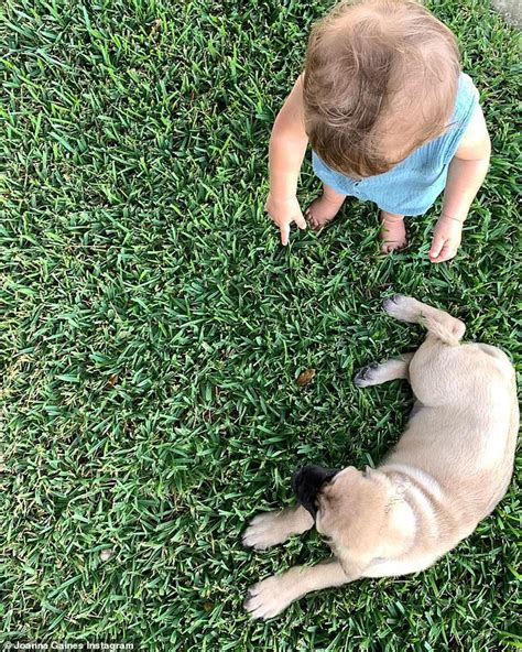 Since 1999, emancipet has spayed or neutered more than 400,000 dogs and cats. Chip Gaines surprises Joanna with a new English Mastiff ...