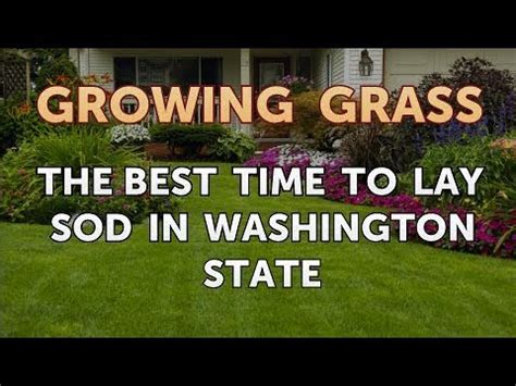 Hardy in usda zones 8 through 11, the lawn browns in fall and winter. The Best Time to Lay Sod in Washington State - YouTube