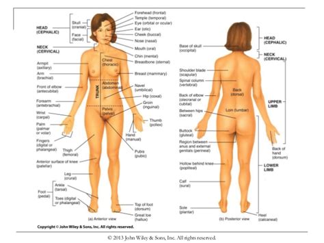 In this lesson, you will learn different parts of the body in english. Chapter 1 organization of the human body