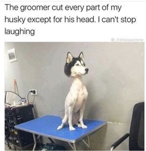 Are you in need of a good laugh? 56 Hilarious Memes Guaranteed To Make You Laugh 33 | Funny ...