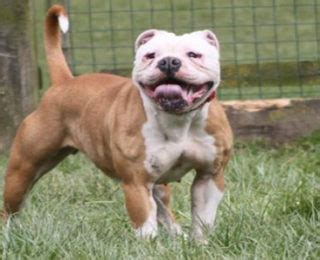 Female bulldogs rival their male counterparts in terms of both attitude and appearance. 100 Most Popular Female Bulldog Names -cute animal names