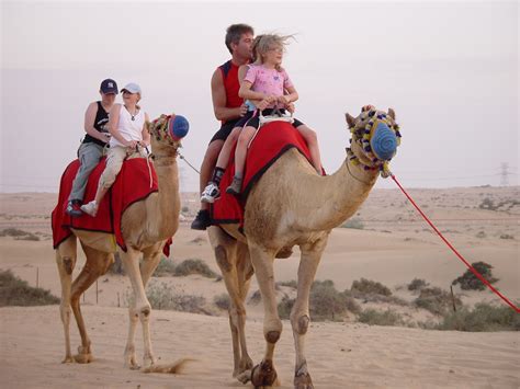 A camel hump contains fat to use as food storage during long desert treks. Camel Riding in Dubai | Desert Safari Dubai