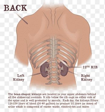 The primary responsibilities of the ribcage involve protecting the thoracic visceral organs. Diagram Rib Cage With Organs - File Adult Male Diagram ...