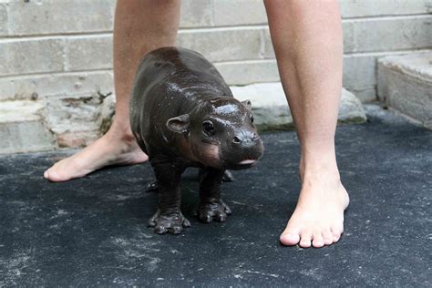 The baby pygmy hippo taking a bath at the toronto zoo is everything. Baby Pygmy Hippo | The Mary Sue