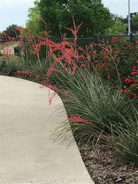 If you're looking for a more intense red flower color, you'll want to check companion plants must have the same water requirements, therefore grasses like panicum are ideal. Red yucca 2 | Yucca, Landscape, Herbs