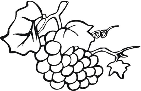 Voir plus d'idées sur le thème cahier de coloriage, coloriage, dessin a colorier. Uva | grappolo uva