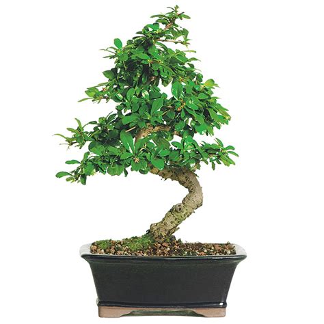 It has glossy leaves, easily branches and blooms periodically all the year. Fukien Tea Bonsai Care