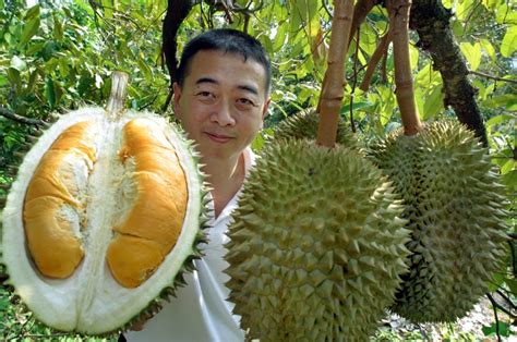 Shopee malaysia free shipping across malaysia. Pohon Durian Berbuah Lebat, Ini Cara Tingkatkan Hasil Panen