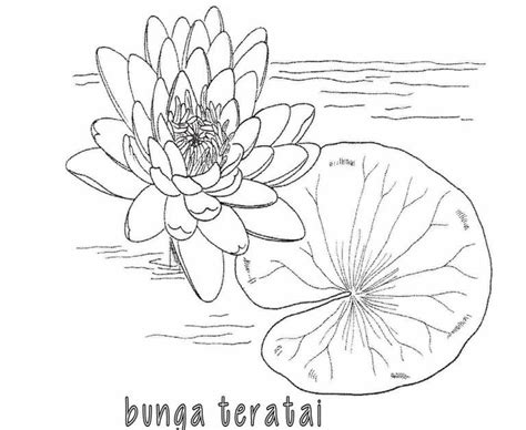 Namun, karena perawatannya yang harus disesuaikan dengan cuacanya, bunga matahari memang memerlukan perawatan tertentu agar tidak mudah layu dan mati. View 25+ Bunga Matahari Sketsa Gambar Untuk Kolase Biji ...