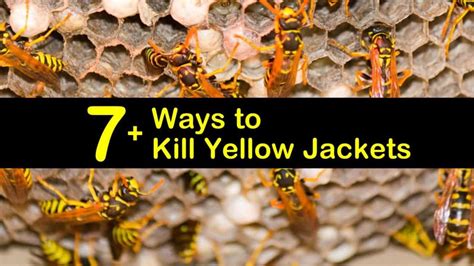 We have previously mentioned that when it comes to pest control, cleanliness rules. 7+ Ways to Kill Yellow Jackets that Really Work