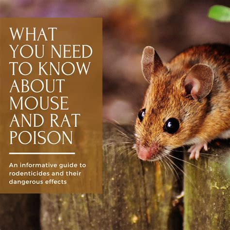 She broke (.) their engagement because she realized she didn't love him. Mouse and Rat Poison: What They're Not Telling Us ...