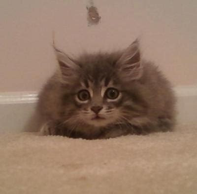 While choosing the popular cat names beginning with m, we paid attention to bring you the best cat names but the list also includes unique. Cat Names Beginning With M