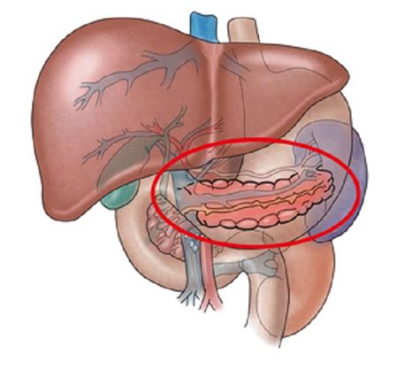 위염이 발생하면 주로 소화불량, 복부팽만감, 트림, 구토, 열감, 오심, 구역질을 느끼게 되고 새벽에 공복임에도 불구하고 위산이 분비되어 상복부 통증이 심하게 오는 경우가 있다. "침묵의 살인자" 췌장암...대표적인 증상 - Newsnack