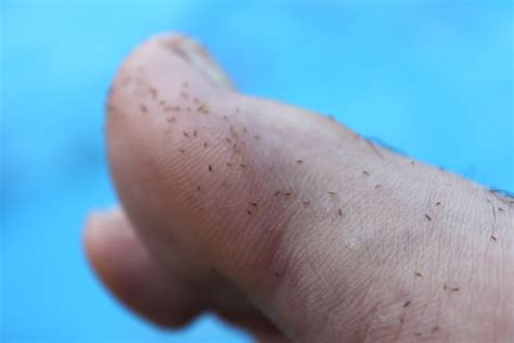 Antihistamines may not be the best solution. haiku of the id: my (neighbor's) dog has fleas