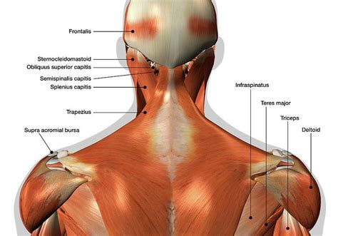 Shoulder tendonitis is inflammation of your rotator cuff or bicep tendons, often caused by overuse of the arms such as in baseball, weight lifting, and racket sports. Shoulder Tendons Chart / Is your Upper Back Pain Defeating ...
