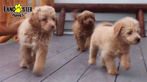 Mini labradoodle puppies make the perfect smaller companion for any family, especially those with children or with smaller homes. Mini Labradoodle Puppies - YouTube