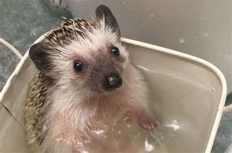 Baby african pygmy hedgehogs taking their first bath. Here's An Adorable Hedgehog Taking A Bath Because The ...