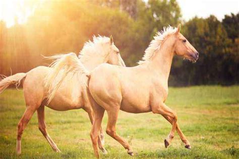 The average lifespan of platelets is 10 days. 🌼⋆ Horse life span ⋆ Farmer
